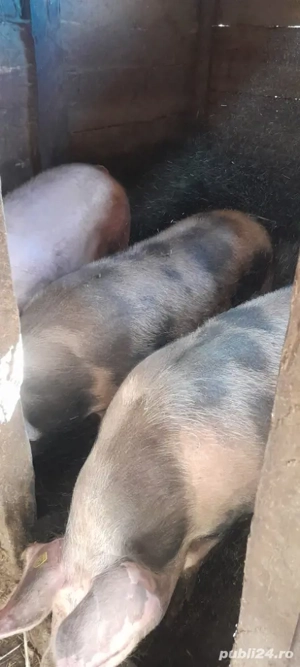 Vand porcii! - imagine 4