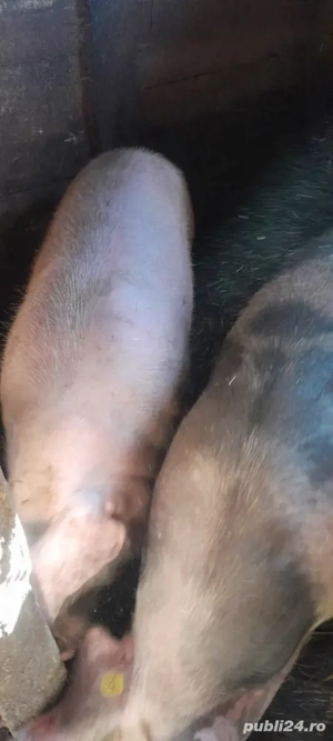 Vand porcii! - imagine 3