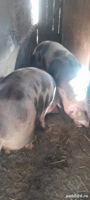 Vand porcii! - imagine 2