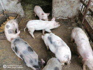 Grăsuni de vânzare, vârsta 6 săptămâni  - imagine 2 Grăsuni de vânzare, vârsta 6 săptămâni  - imagine 2