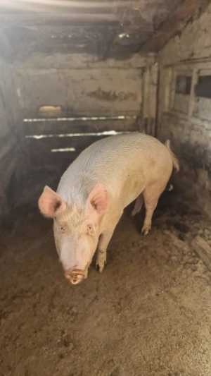 Vand porc gras 160-170 kg