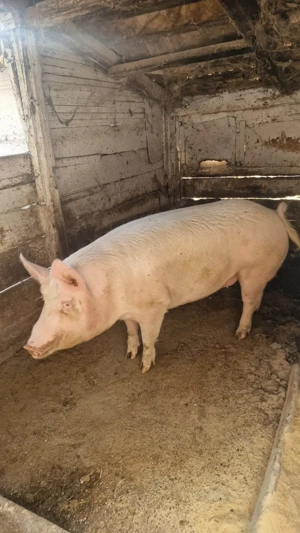 Vand porc gras 160-170 kg - imagine 2 Vand porc gras 160-170 kg - imagine 2