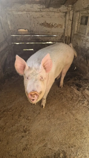 Vand porc gras 160-170 kg - imagine 3 Vand porc gras 160-170 kg - imagine 3