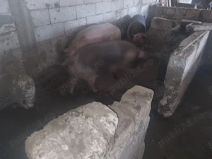 Porcii de vazare 17 lei kg - imagine 3