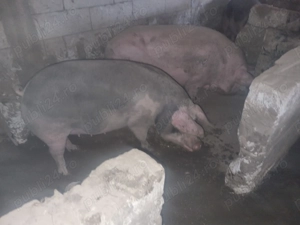 Porcii de vazare 17 lei kg