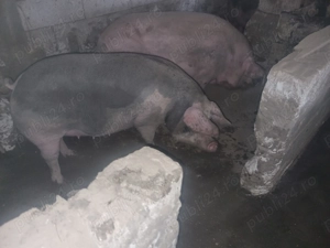 Porcii de vazare 17 lei kg - imagine 2