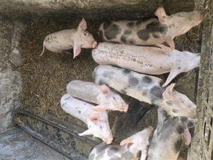 Purcei mixt - imagine 4