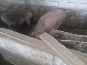 Porcii de vazare 17 lei kg - imagine 4