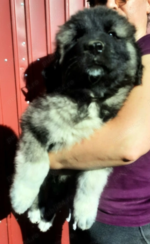 Ciobanesc caucazian rasa pura - imagine 2