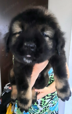 Ciobanesc caucazian rasa pura - imagine 3