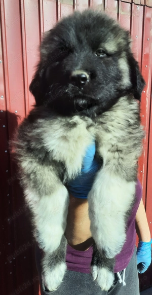 Ciobanesc caucazian rasa pura - imagine 4