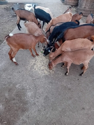 Vând 5 tapi alpini francezi 30 kg în viu .