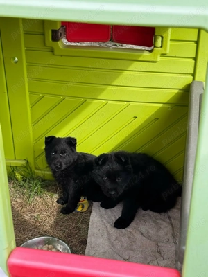 Vând pui alsacian negru 