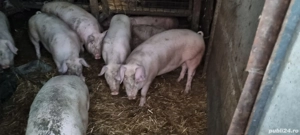 Porci de vânzare   19 lei kg în viu, greutate între 90 și 140kg - imagine 2