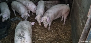 Porci de vânzare   19 lei kg în viu, greutate între 90 și 140kg - imagine 3