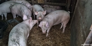 Porci de vânzare   19 lei kg în viu, greutate între 90 și 130kg