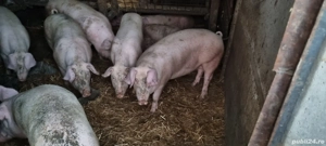 Porci de vânzare   19 lei kg în viu, greutate între 90 și 140kg - imagine 4