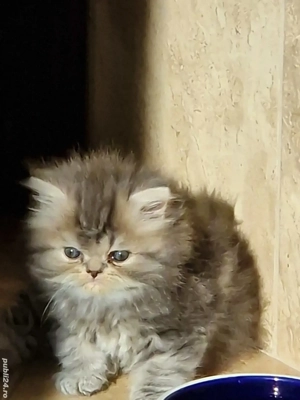 Pisoias pisica persana