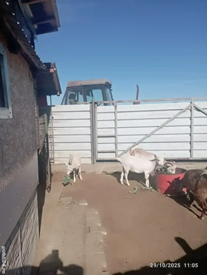 Vând  2 capre -metis anglonubian cu sannen si doua iedute sannen 