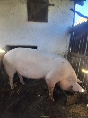 Vând porci pentru Crăciun - imagine 2