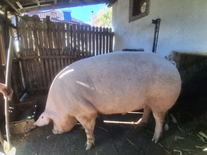 Vând porci pentru Crăciun