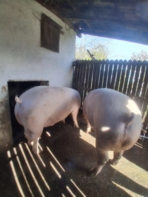 Vând porci pentru Crăciun - imagine 4