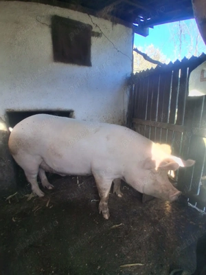 Vând porci pentru Crăciun - imagine 3