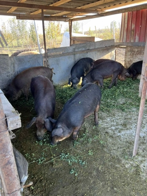 Purcei metiș Mangalița Duroc - imagine 2 Purcei metiș Mangalița Duroc - imagine 2