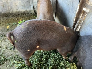 Purcei metiș Mangalița Duroc