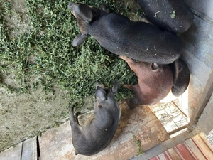 Purcei metiș Mangalița Duroc - imagine 3 Purcei metiș Mangalița Duroc - imagine 3