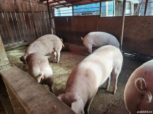 Vând porci - imagine 2