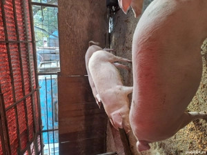 Vând porci - imagine 3