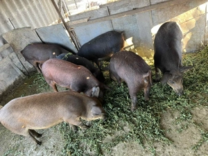 Purcei metiș Mangalița Duroc - imagine 5 Purcei metiș Mangalița Duroc - imagine 5