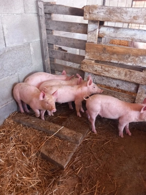 Purcei de vânzare  - imagine 2 Purcei de vânzare  - imagine 2