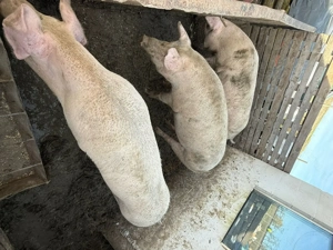 Porci de craciun 15 lei kg - imagine 2 Porci de craciun 15 lei kg - imagine 2