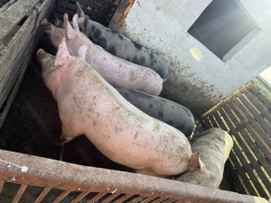 Porci de craciun 15 lei kg