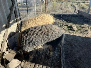 Porci Mangalita  - imagine 2