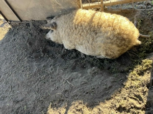 Porci Mangalita  - imagine 3