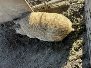 Porci Mangalita  - imagine 4