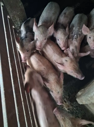 Vând purcei de rasa 