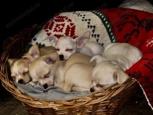 Vând pui de Chihuahua 