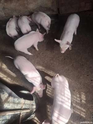 Purcei de vânzare  - imagine 2