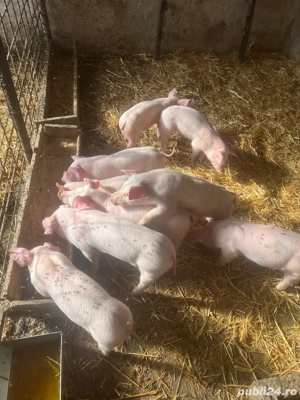 vind purcei intarcati 