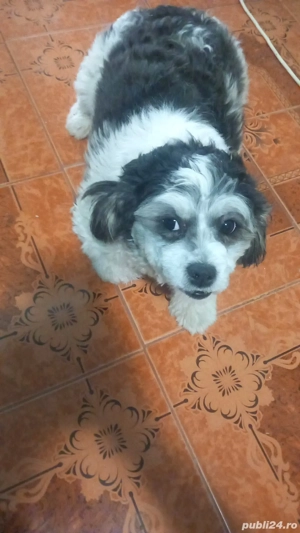 Vând  caine  - imagine 2