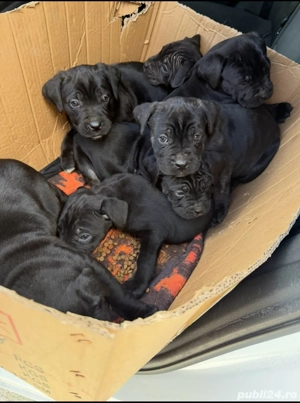 Catei Cane Corso - imagine 2