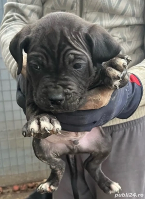 Catei Cane Corso - imagine 4