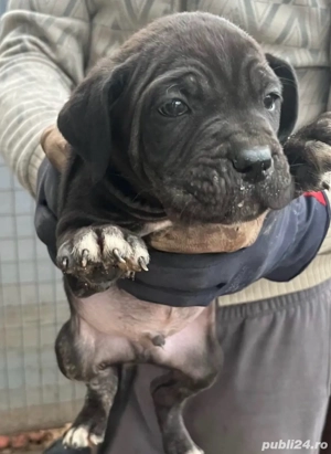 Catei Cane Corso - imagine 3