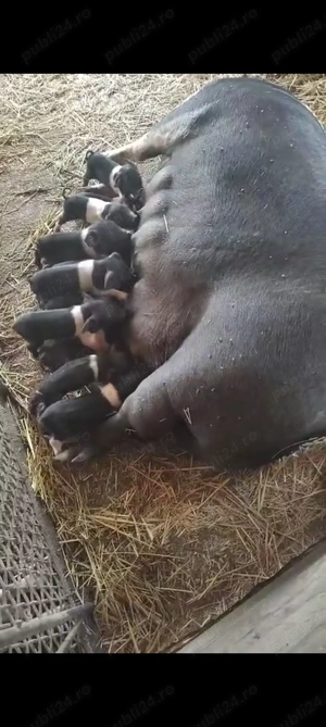 Purcei rasa Bazna - imagine 4