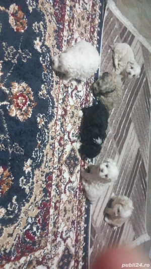 Vând cățeluși  - imagine 4