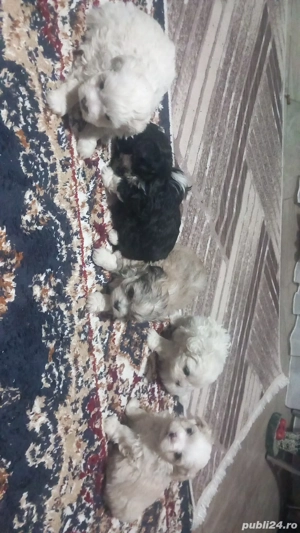 Vând cățeluși  - imagine 3